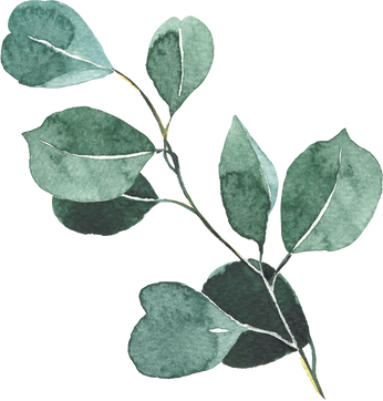 Eucalyptus silver dollar watercolor illustration